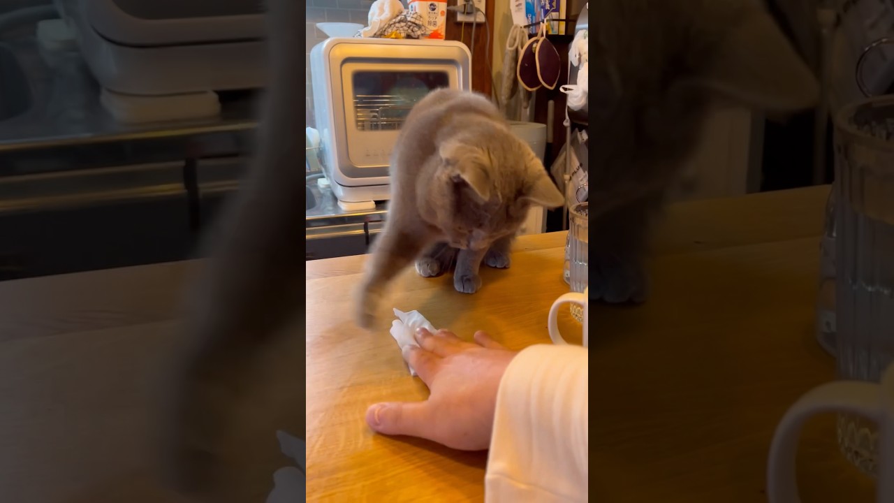 強烈な猫パンチのつむやま〜【シャルトリューつむやまのひたすら猫パンチ日記】 #ねこ #シャルトリュー #猫好きさんと繋がりたい #cat #猫パンチ #ねこぱんち #ネコ #猫のいる暮らし