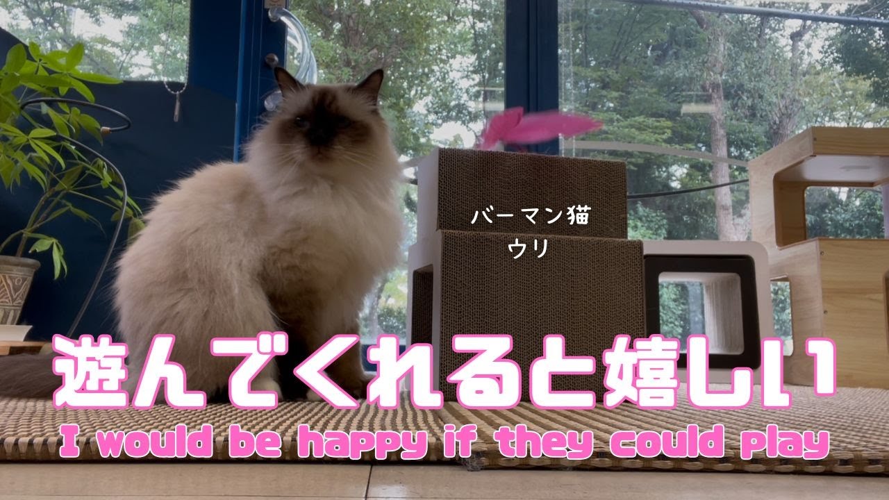 バーマン猫ウリとガブとラフ【遊んでくれると嬉しい】I would be happy if they could play（バーマン猫）Birman/Cat