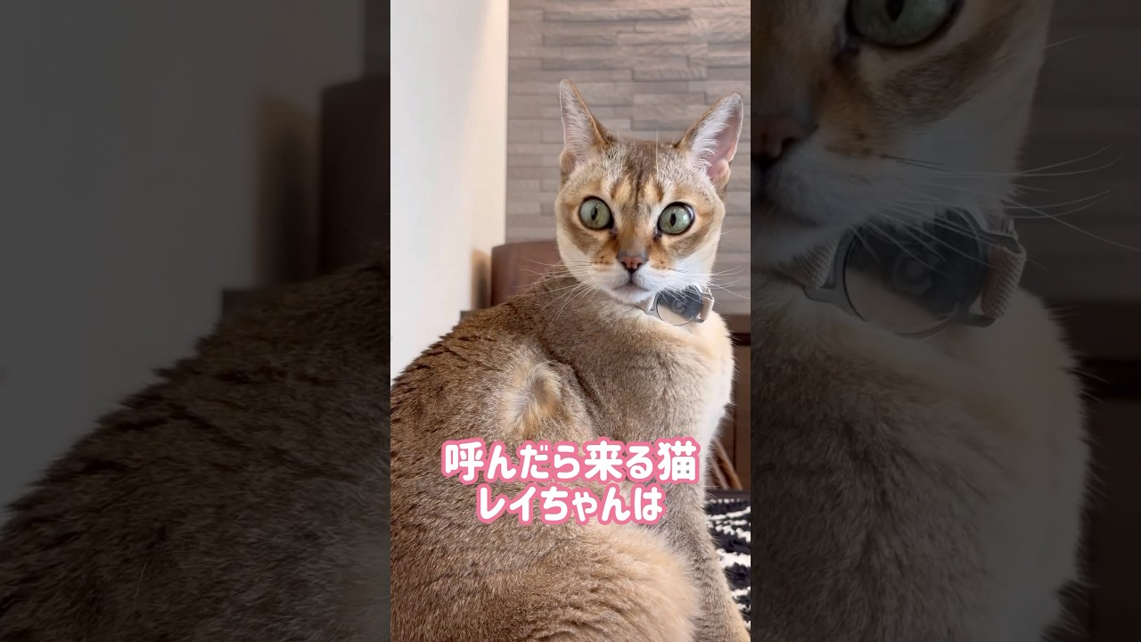 11月でもひなたぼっこをするレイちゃん #シンガプーラ #cat #shorts
