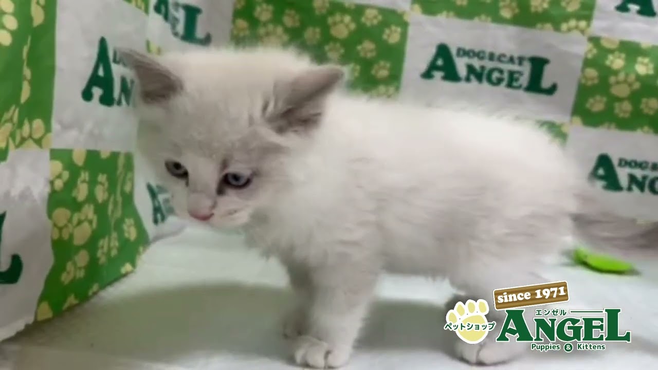 ラグドール 2410194 【ペットショップエンゼル　子犬・子猫販売】