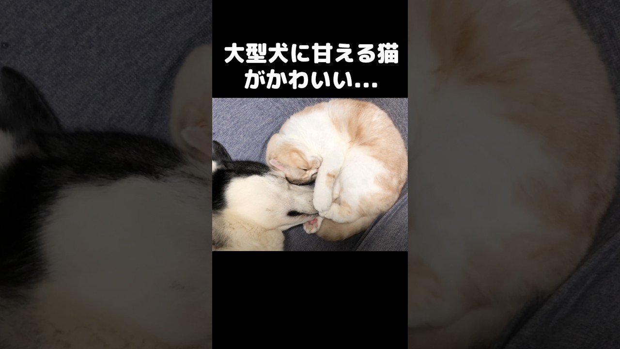 大型犬に甘える猫がかわいい...#猫 #大型犬