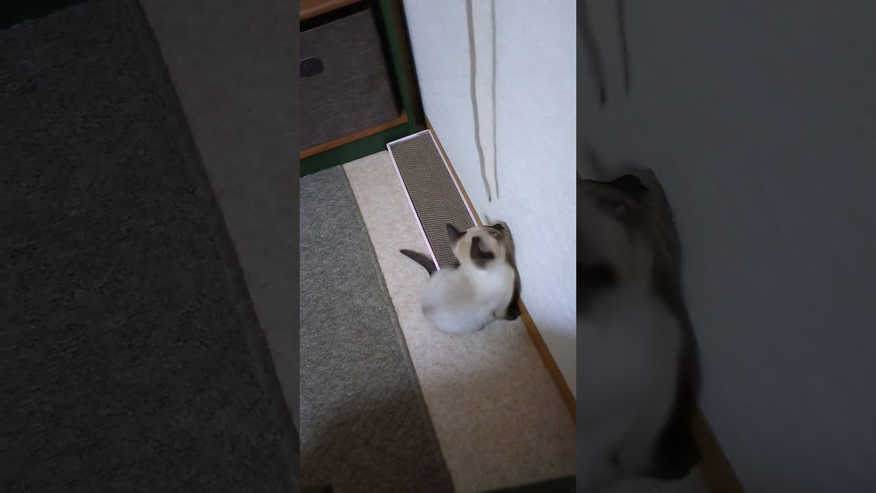 ちょこ6/26紐でぴょんぴょん😸#シャム猫 #子猫 #保護猫