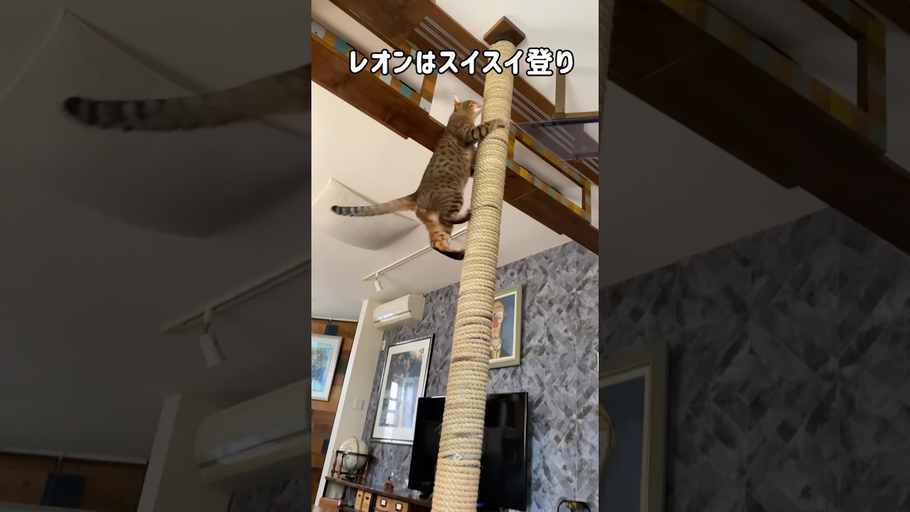 キャットタワー作ったら…猫が神技を披露した　#shorts