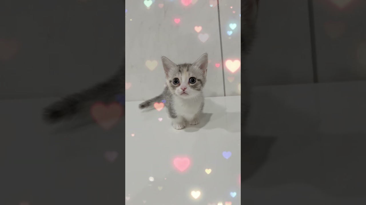 マンチカン短足女の子🩷 【お問合せ詳細は説明欄に記載あります】 #スクーカム #ブリーダー直販 #マンチカン #ミヌエット #ラパーマ #子猫 #子猫販売 #猫 #猫のいる暮らし #猫動画