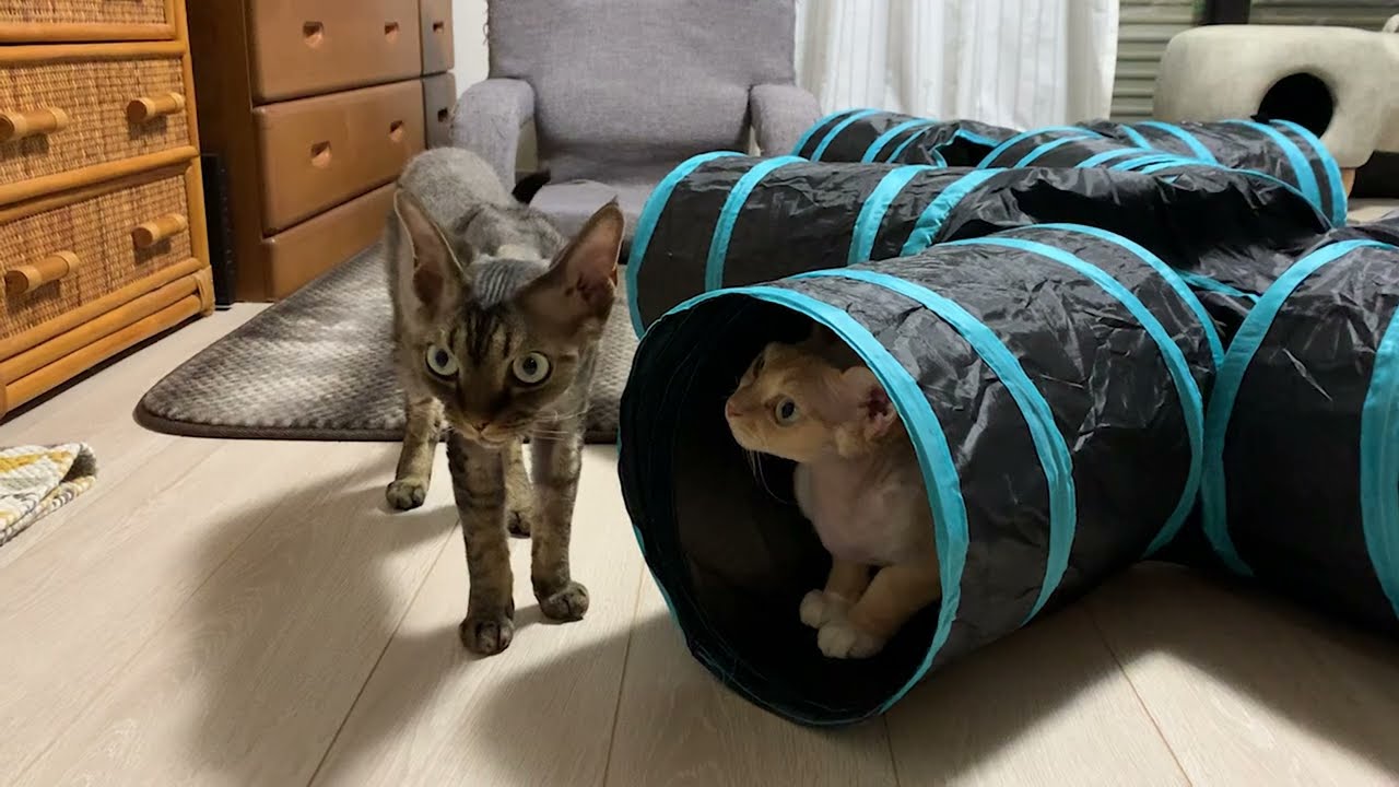 デボンレックス兄弟に新しいトンネルおもちゃをプレゼントしました(New cat tunnel for Devon Rex brothers)