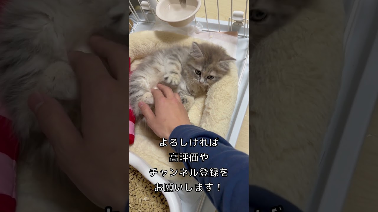 【ラガマフィン】子猫のお迎え日 #Shorts