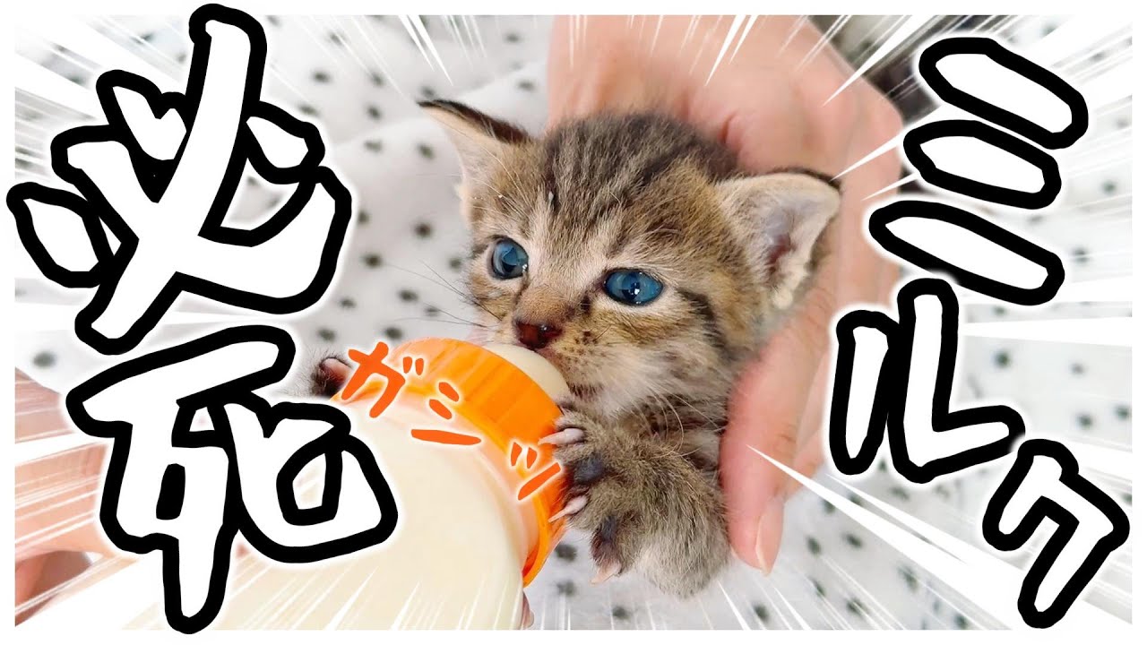 子猫の連続てちてち歩き！歩く歩く！ついてくる…ミルクは必死【保護猫生活20日目】