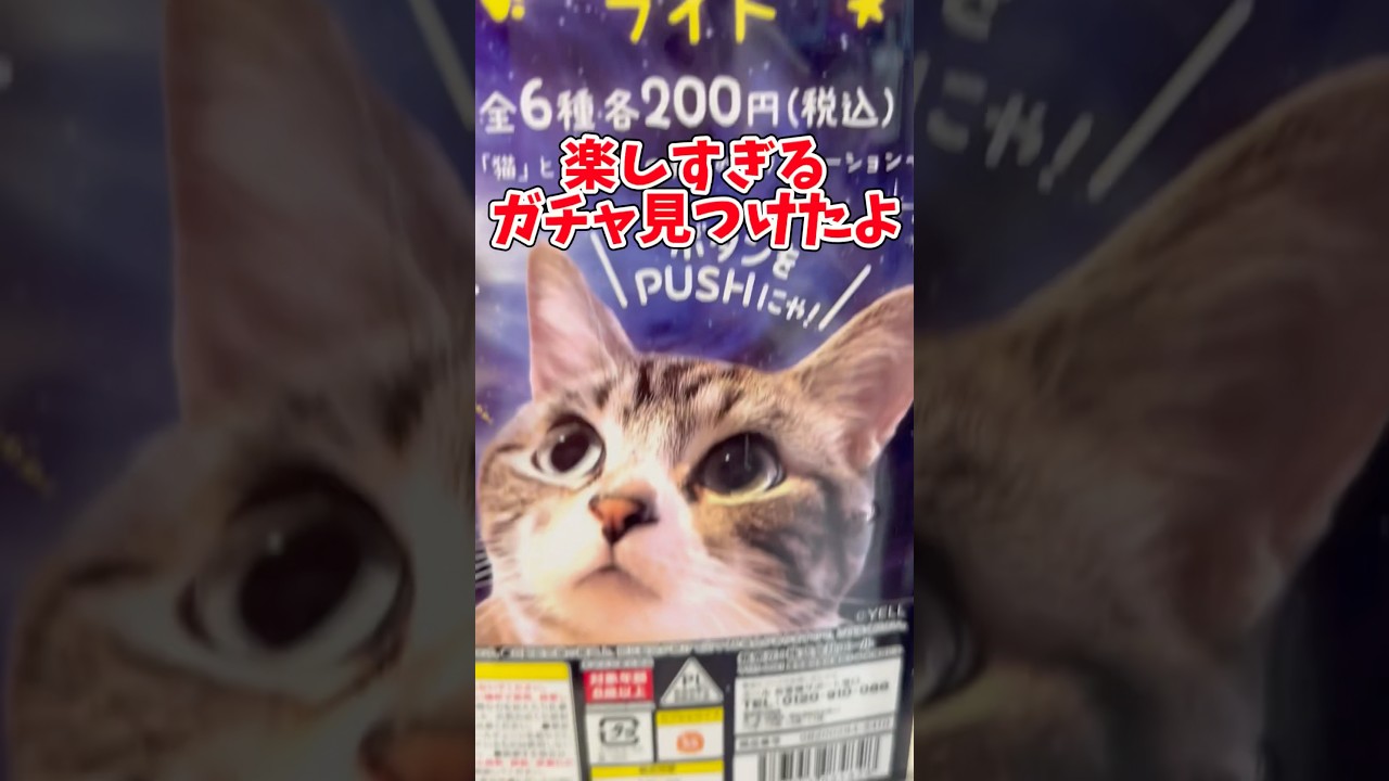 宇宙猫ライト#ガチャ#スコティッシュフォールド