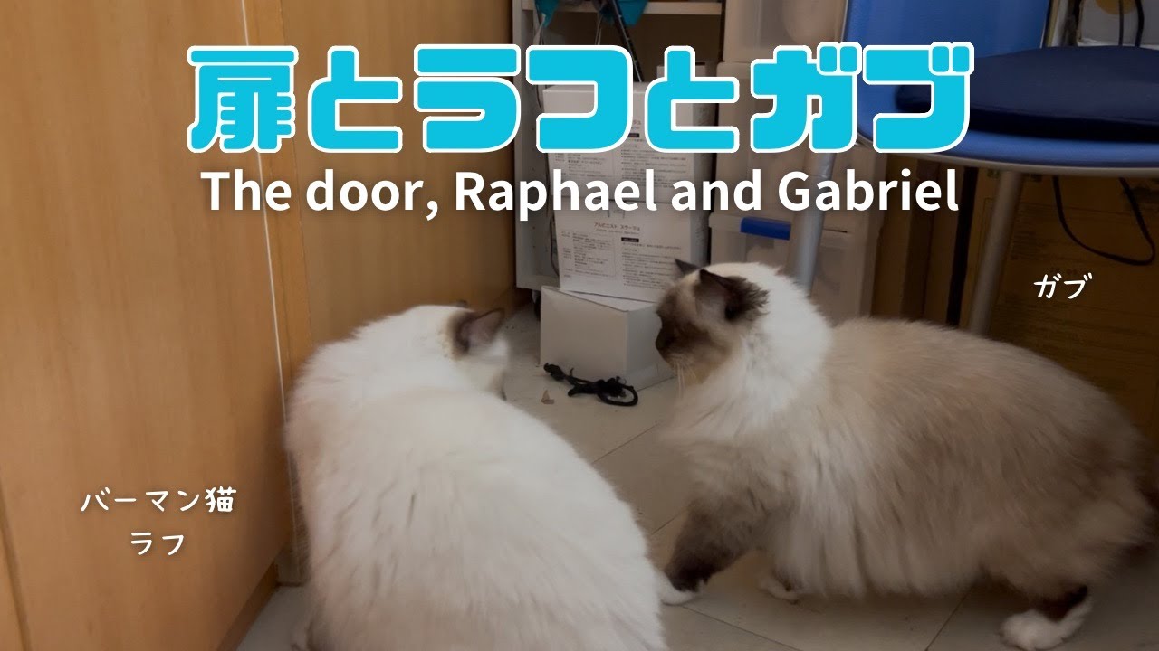 バーマン猫ラフとガブ【扉とラフとガブ】The door, Raphael and Gabriel（バーマン猫）Birman/Cat