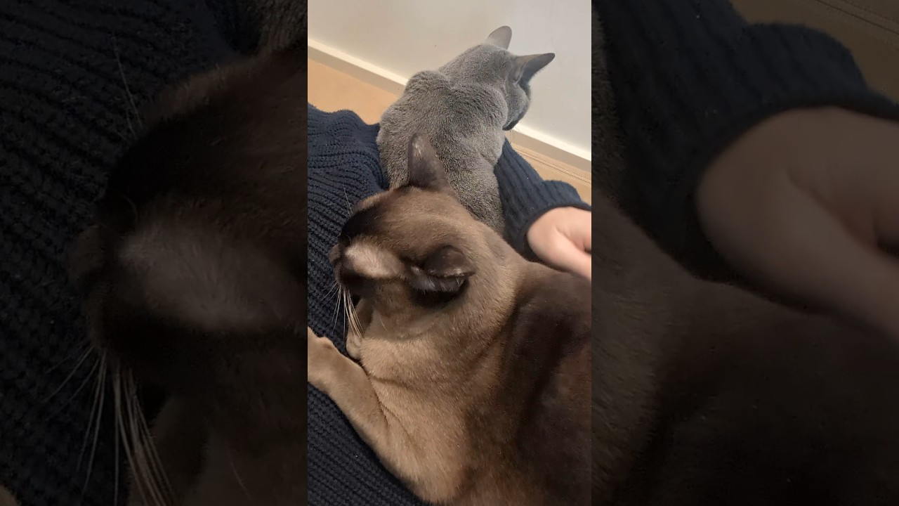 Covered in cats