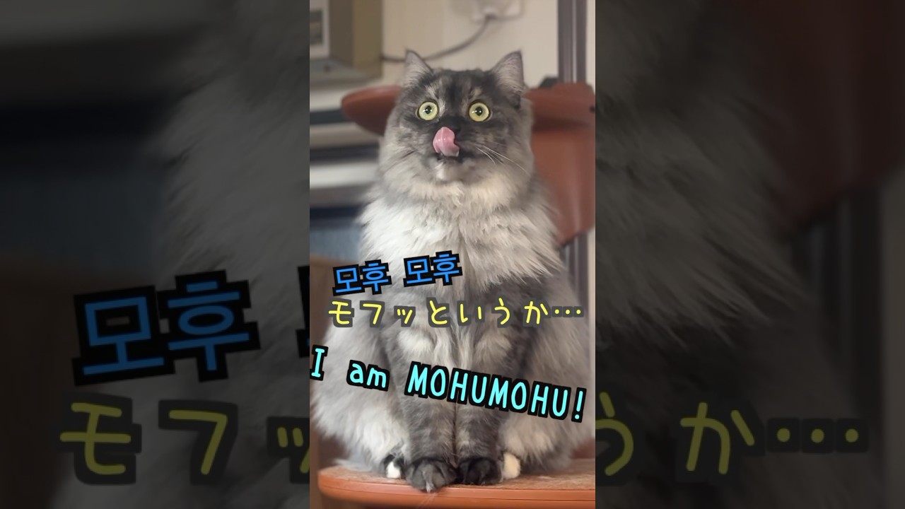 【もふっとしてるだけ】サイベリアンも私ももふっとしてるだけなんです。もふっやでもふっ。 #猫 #サイベリアン #cat #siberian #猫のいる暮らし #猫好きさんと繋がりたい