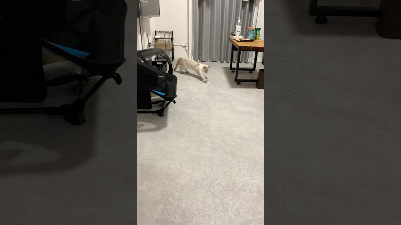 ソファーの下へレッツゴー　#元保護猫　#シャムトラ　#シャムミックス　#cat #猫耳 #kitten #シャムmix  #子猫 #猫耳