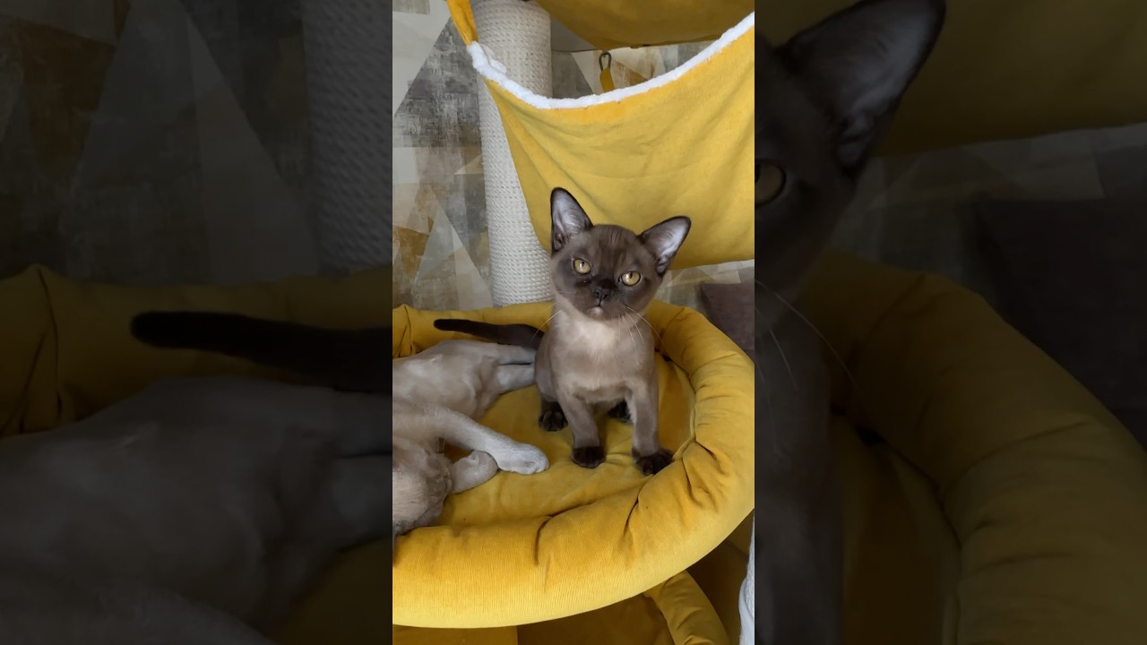 Бурманские котята. Питомник бурманских кошек. #love