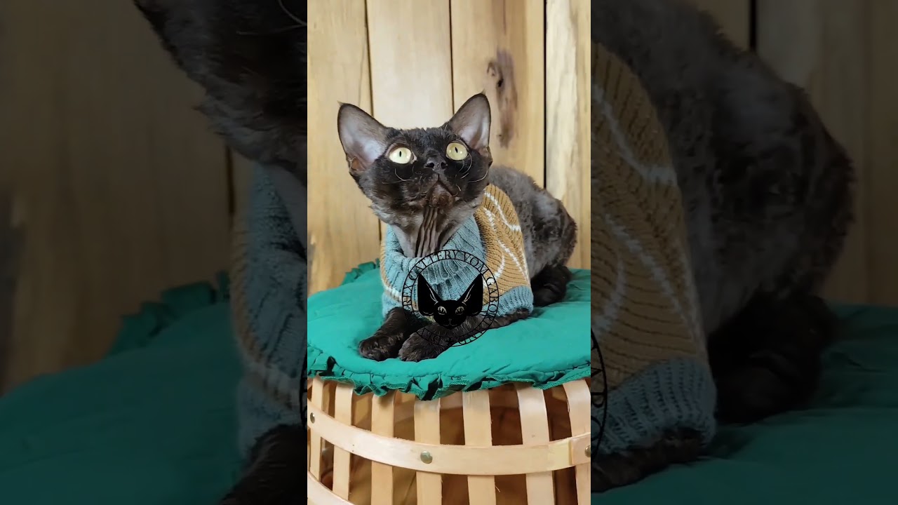 Devon Rex Cat Brownie, Male Chocolate 🍫 #devonrex #cat #catlover #maystardevonrex #catfunny #cute