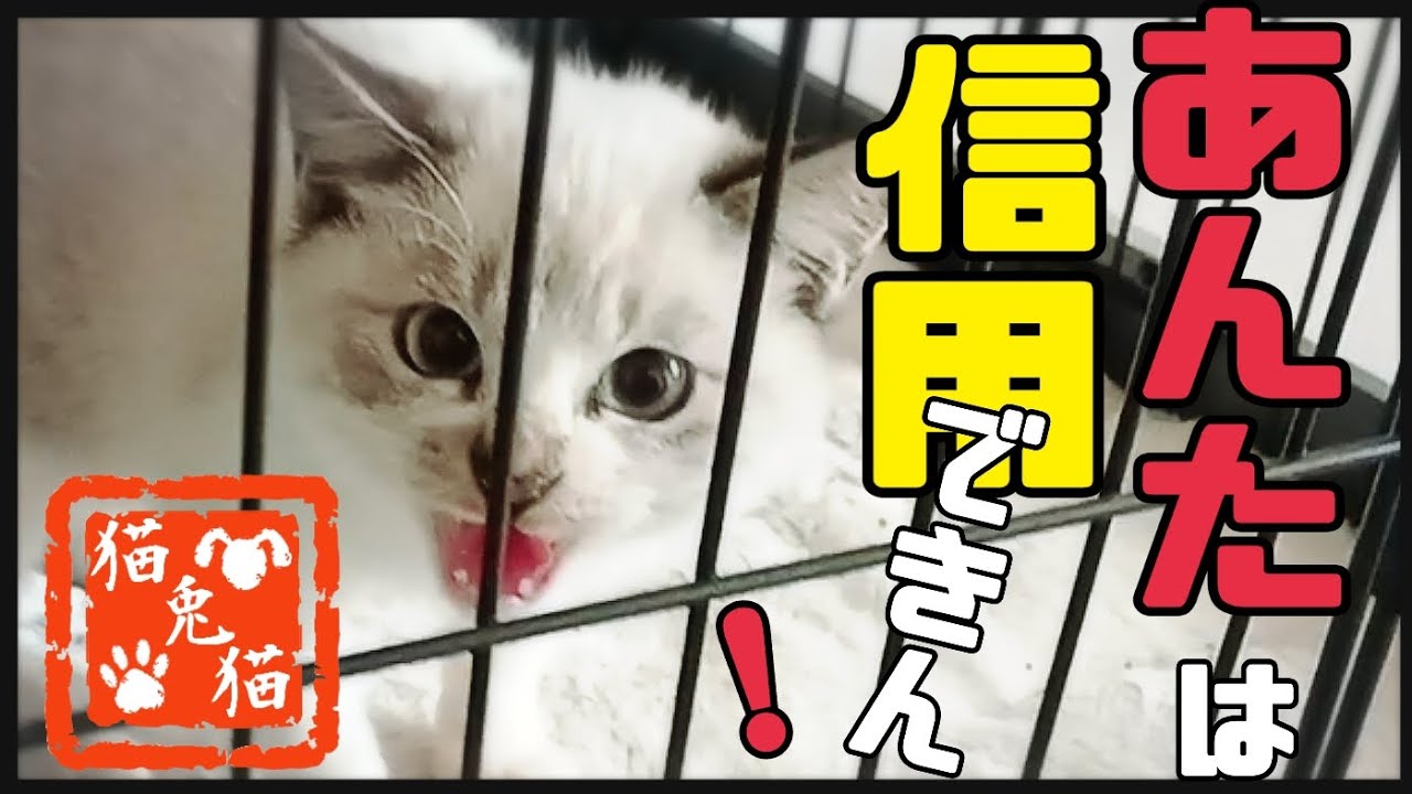 【里親募集中】推定4ヶ月のシャムミックス〜Siamese mix, estimated to be 4 months old〜#保護猫 #三毛猫親子 #シャム猫親子 #保護猫 #にゃんとにゃん