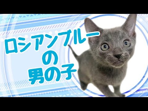 ロシアンブルーの子猫　（和歌山）