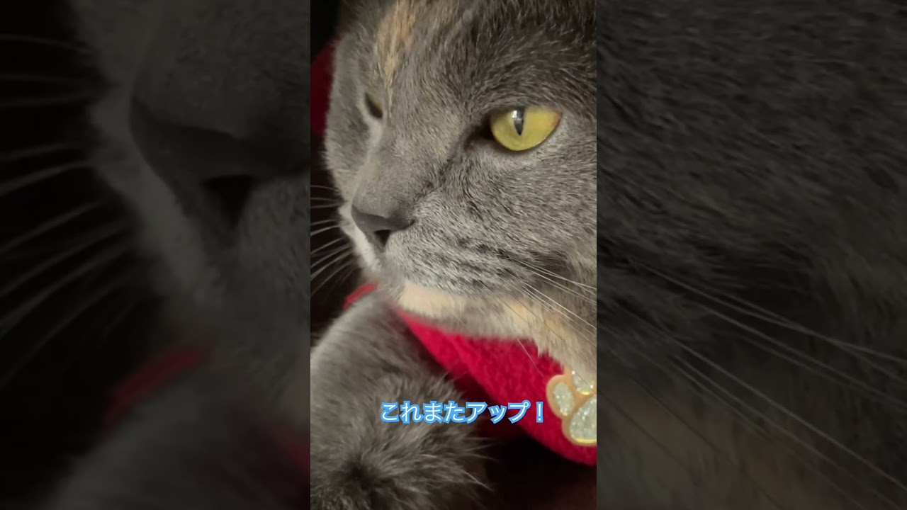 マンチカンのココちゃん。こちらはショート！フル動画は前のになります。編集が勝手にされるのでドアップになってます。