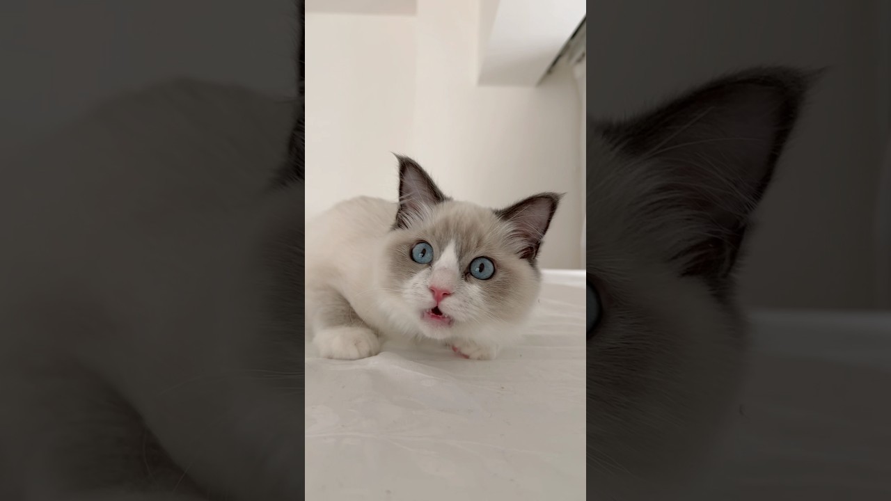 子猫のフレーメン反応🐱 #ラグドール#ラグドール子猫#ブルーポイントバイカラー#子猫#猫#猫のいる暮らし#猫のいる生活#ragdoll#cat#kitty#kitten#ねこのいる生活