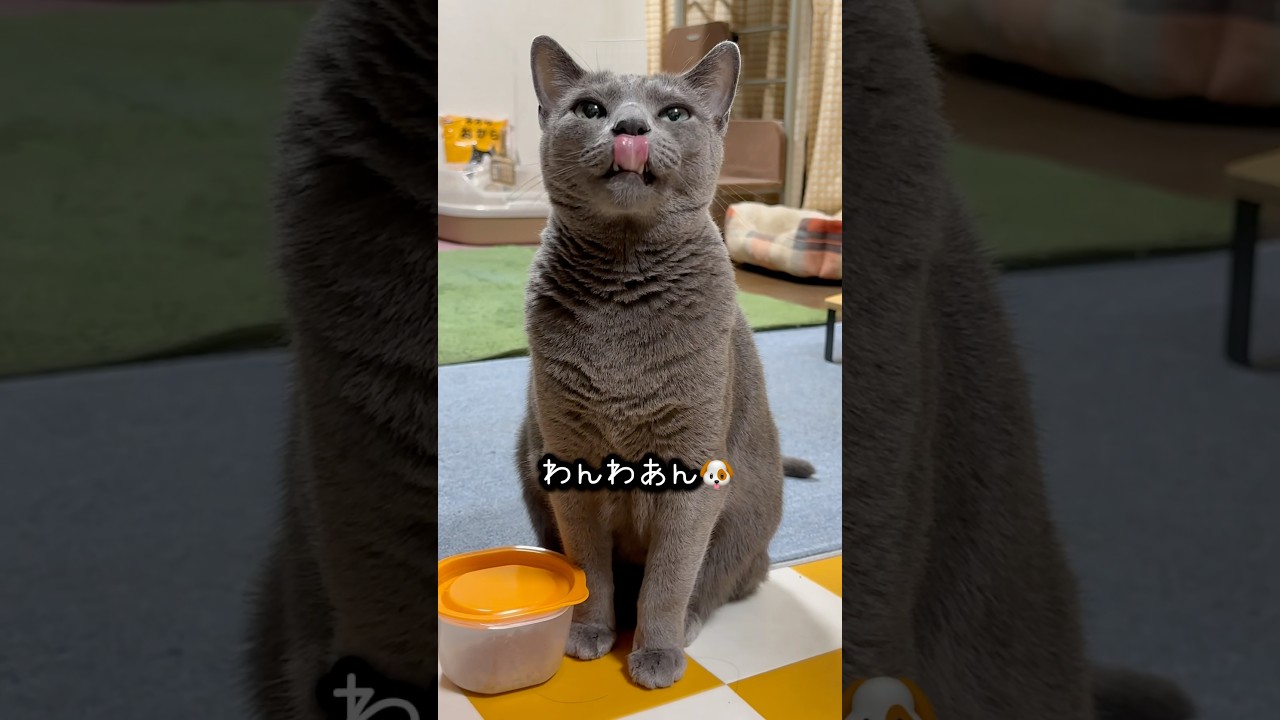 【ロシアンブルー】めろんの朝のおねだりです🤗いつも通り...ですね🤭【猫】#shorts
