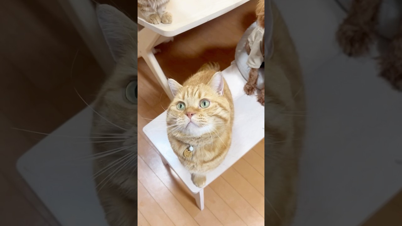 遊びながら退屈しちゃう猫 #マンチカン #shorts
