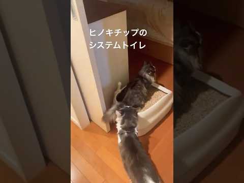 いろいろなトイレを使いこなすリコちゃん #ノルウェージャンフォレストキャット # #母猫 #猫のいる暮らし #cat