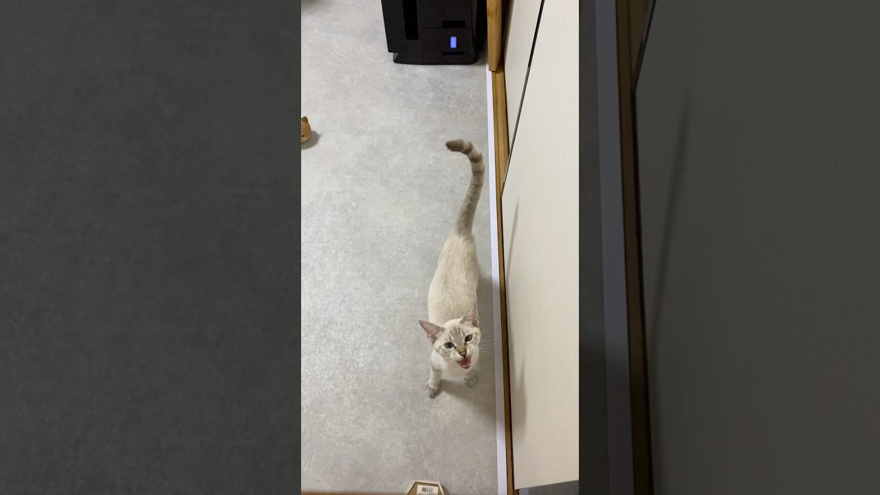 この部屋から出せ〜　#元保護猫　#シャムトラ　#シャムミックス　#cat #猫耳 #kitten #シャムmix  #子猫 #猫耳