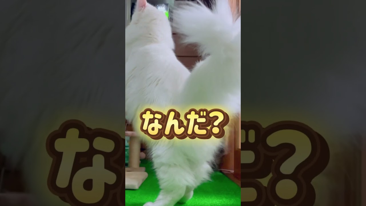猫ちゃんだぁ~！#short #メインクーン #cat