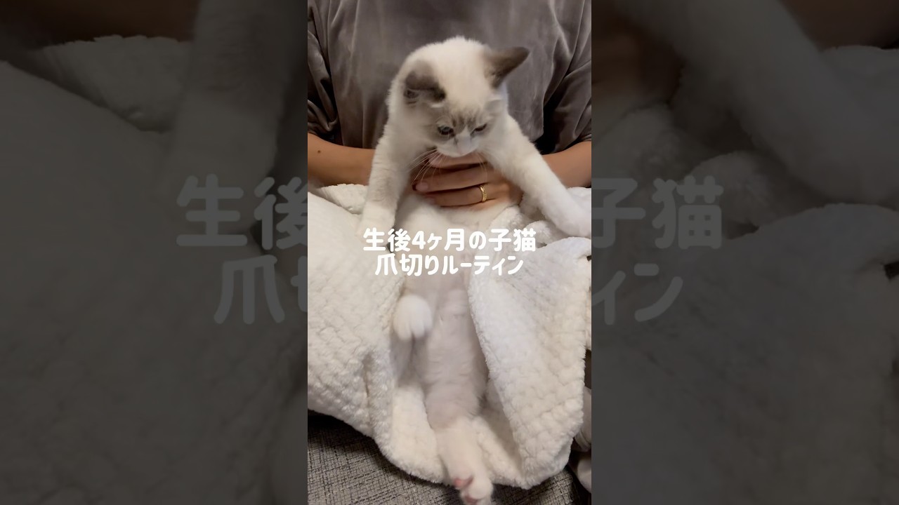 されるがままの子猫🐱可愛すぎる🤍#ラグドール#ラグドール子猫#ブルーポイントバイカラー#子猫#猫#かわいすぎ#ragdoll#cat#kitty#kitten#ねこのいる生活