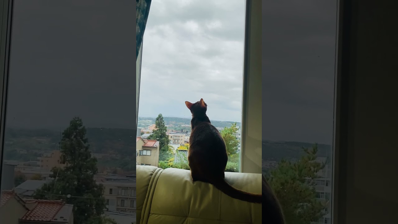 枯葉の季節 °̥࿐ 🍂✨#猫#こころ#いぶりん#アビシニアン#レッド#フォーン#cat#abyssinian#red#fawn