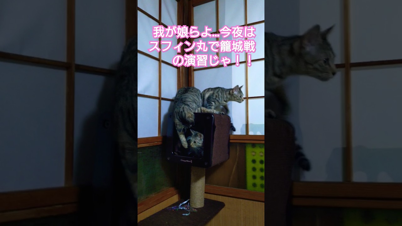当主スフィンクス様【スフィン丸】で籠城戦の演習を行う#保護猫 #スフィンクス#子猫 #仔猫のいる暮らし