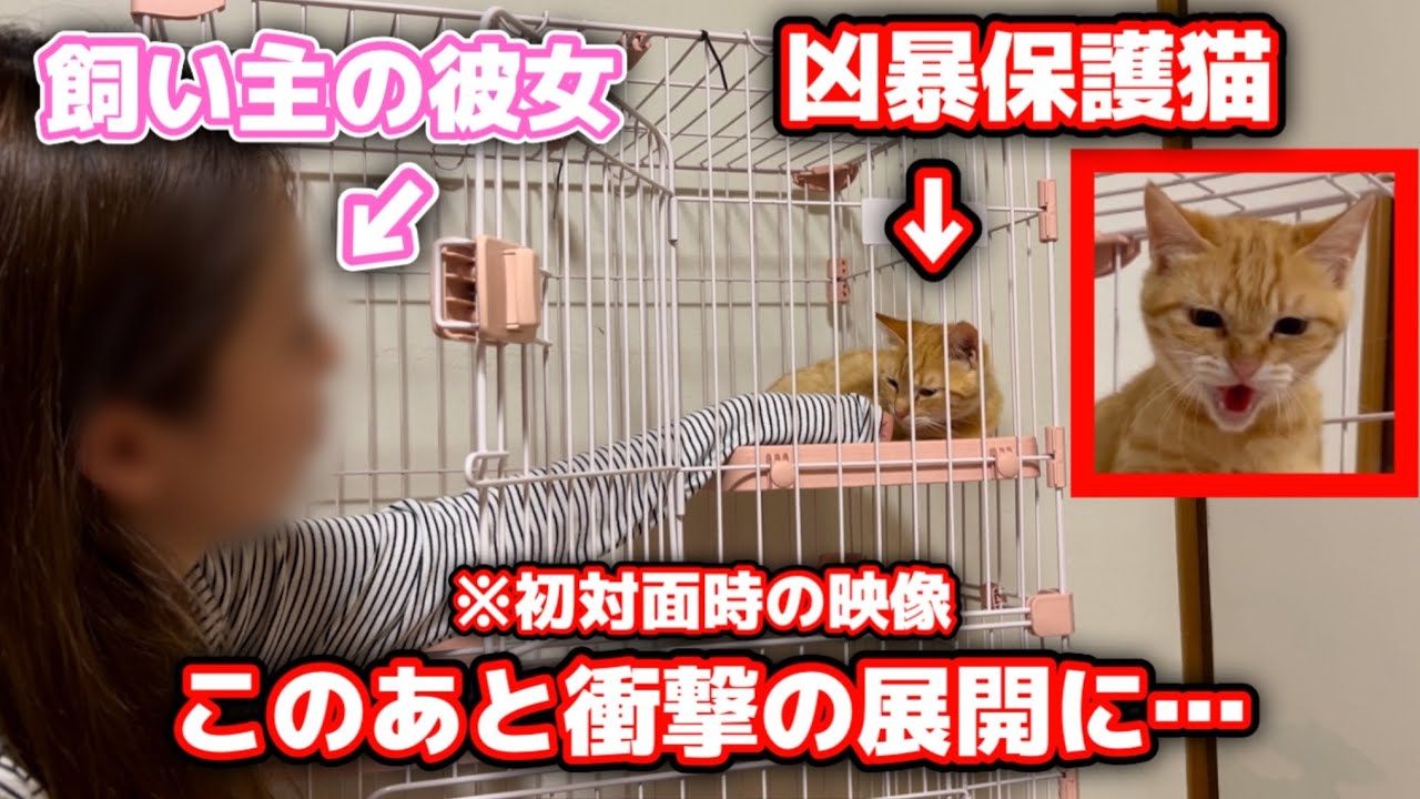 保護した子猫と彼女の初対面でとんでもない事に…
