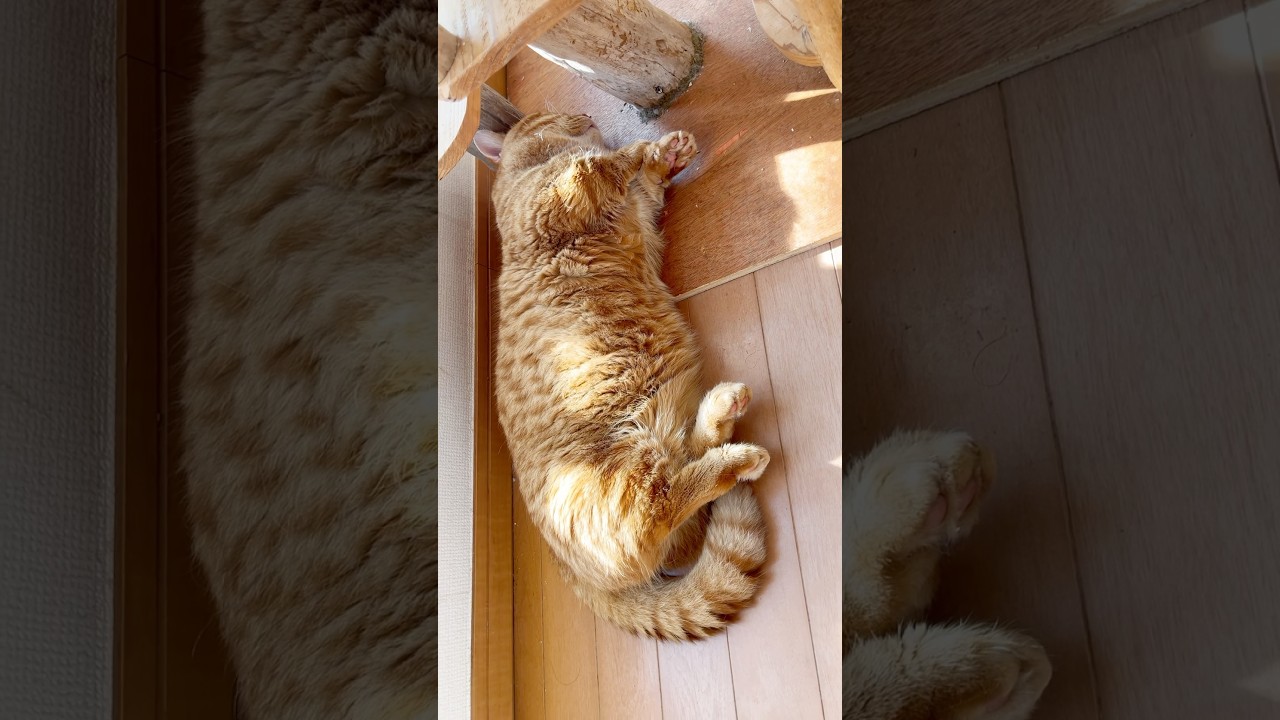 『SAW』番外編 #猫 #マンチカン #shorts