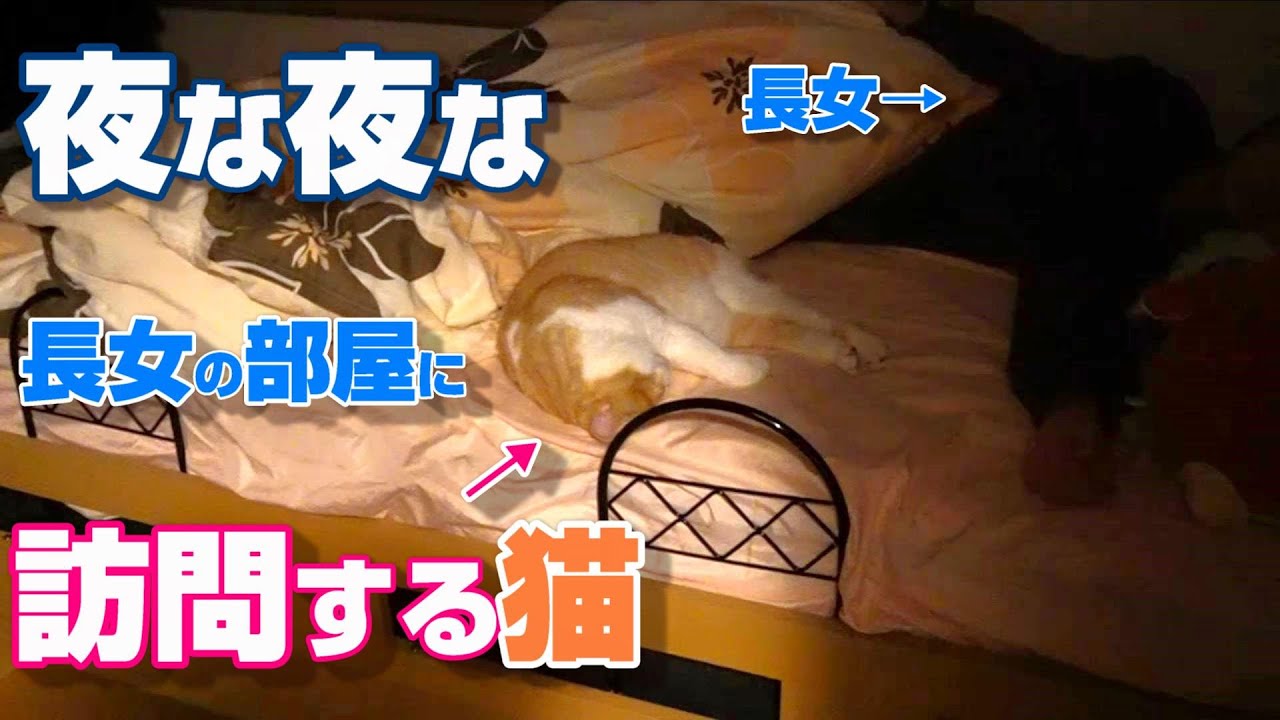 猫が夜な夜な長女の部屋を訪問していました【スコティッシュフォールド】【アビシニアン】