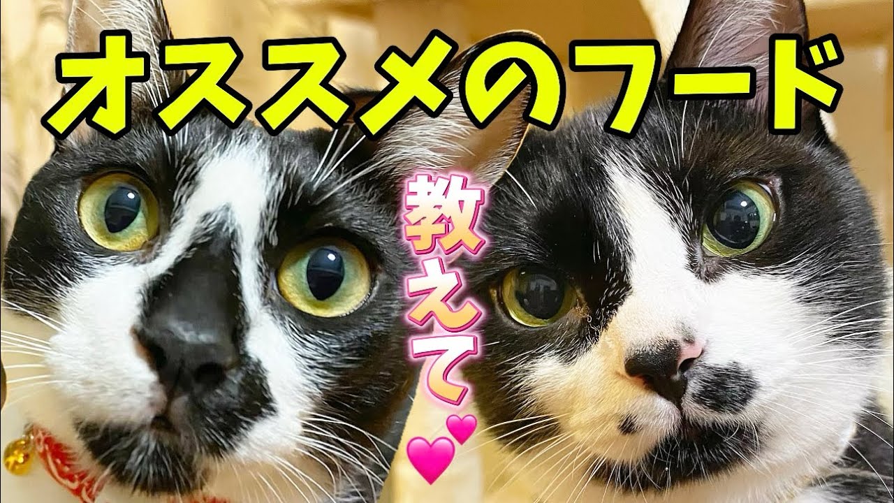 【猫のご飯】オススメのキャットフードは何ですか？