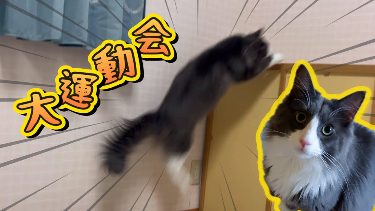 【大暴れw】身体能力が高いターキッシュアンゴラが運動会をするとこうなりますwww