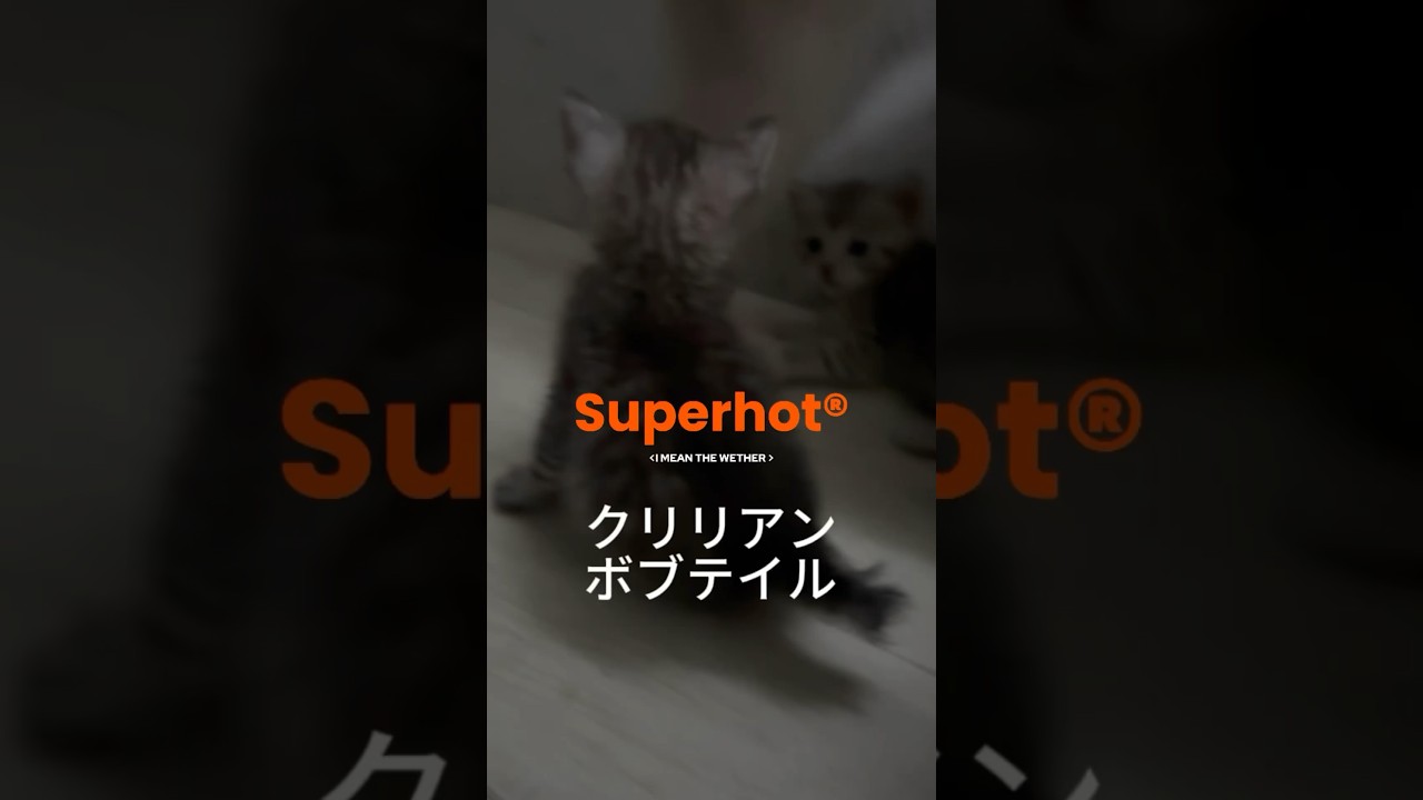 ちびちゃん達が、動き出したよ。　#クリリアンボブテイル  #kurilianbobtail #cat #かわいい子猫を毎日紹介しています #猫のいる暮らし @kichifrost