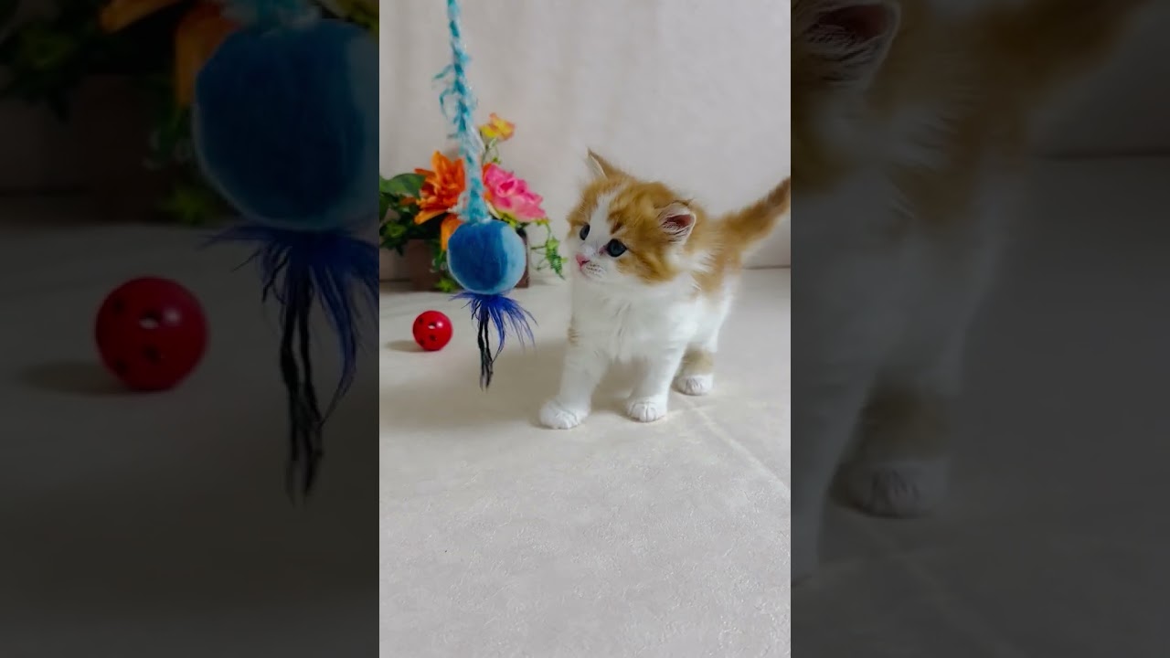 ノルウェージャンフォレストキャット とても可愛いお顔立ちの男の子です😸✨ 毛色：レッドータビー&ホワイト