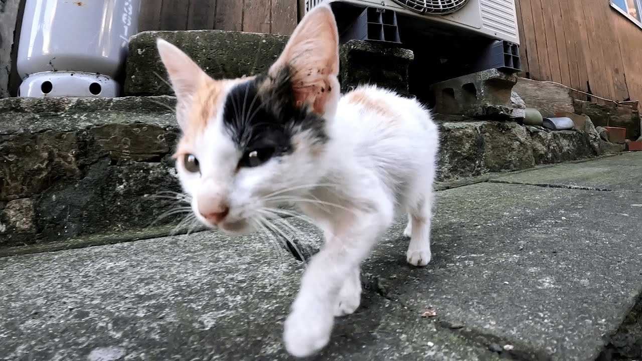 六島　路地を歩いていたらゾロゾロとついてくる来る大人な猫に紛れて三毛の子猫ちゃんまでもがよちよち歩いて追いかけて来た