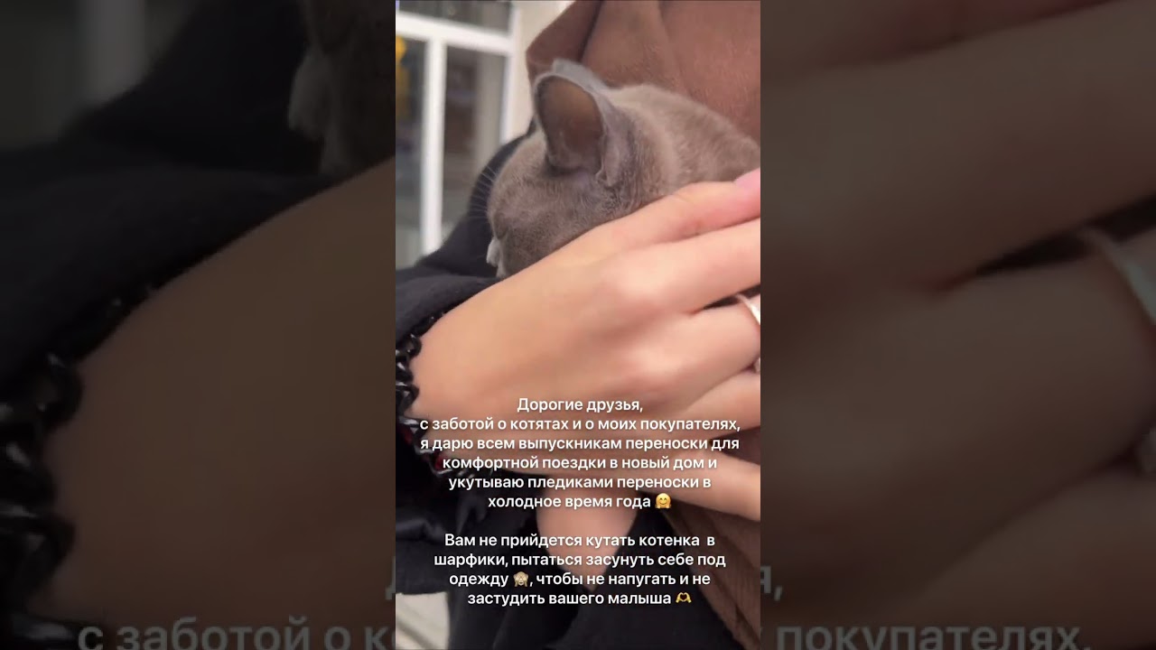 А как вы забирали  своих котиков? #бурма