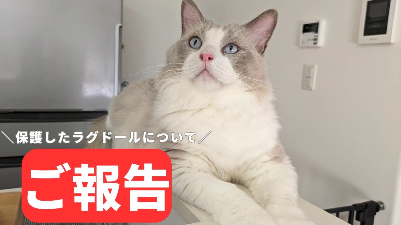 保護をしたラグドール メレンゲについてご報告があります
