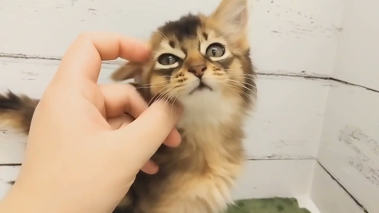 【2024.2.7公開】デレッデレ甘えん坊のソマリちゃんは人馴ればっちり！