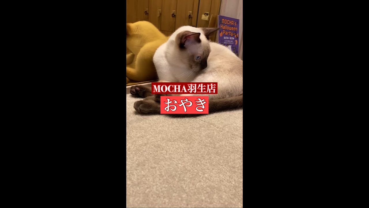 🐱おやき🐱　(トンキニーズ♂)　猫カフェMOCHA羽生店　2024/10/8 撮影分　　#日替わり猫カフェにゃんこ　#shorts