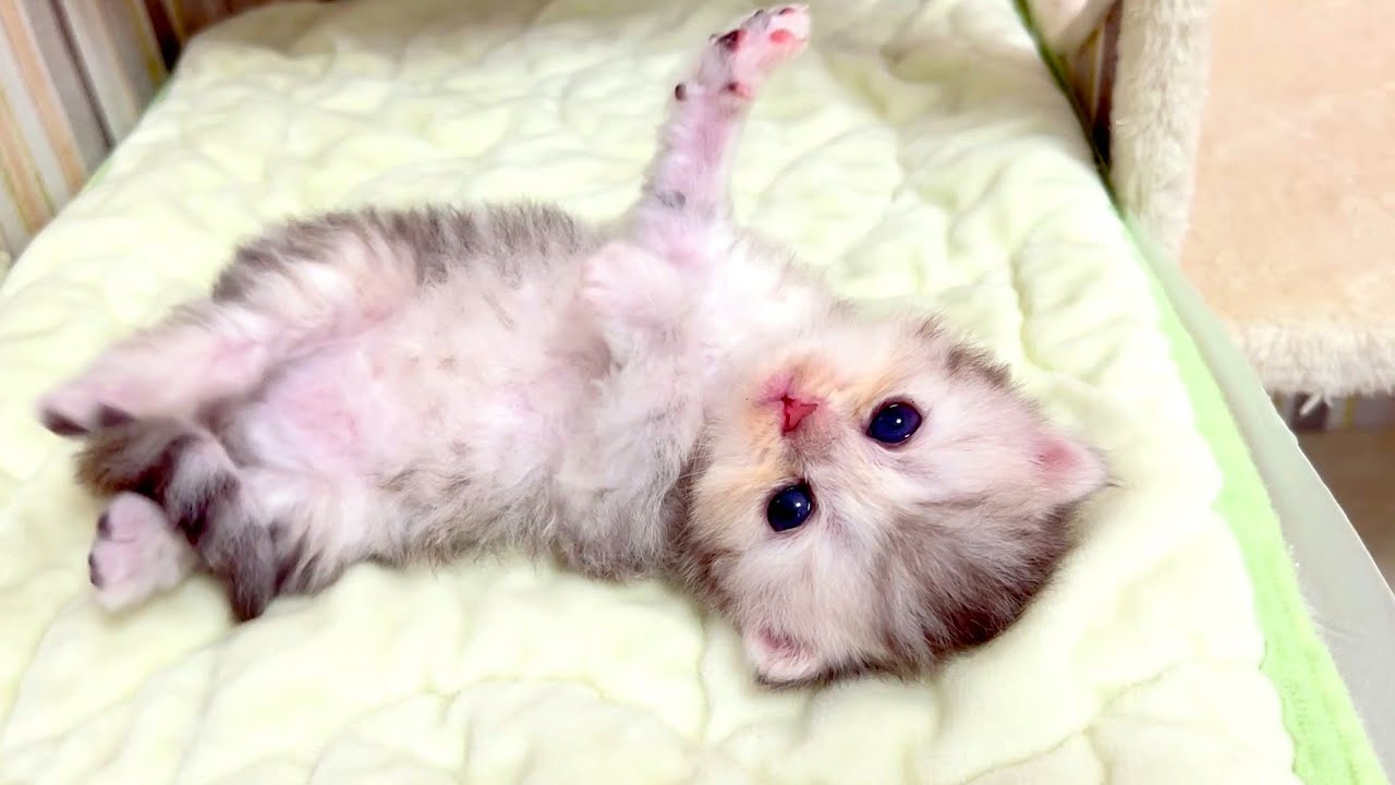 【マンチカンの子猫】開眼したばかりを記念撮影した件 ～猫のいる生活Vol.1045～出産動画 マンチカン短足・ミヌエット・ペルシャ猫専門ブリーダー『ペット蔵人』【子猫の成長記録】
