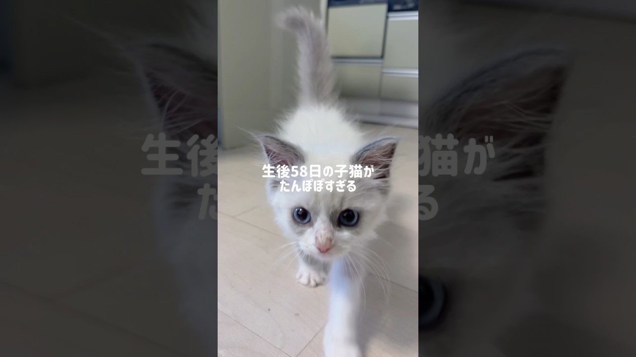 生後58日、、、🥹#ラグドール#ラグドール子猫#ブルーポイントバイカラー#子猫#猫#猫のいる暮らし#猫のいる生活#ragdoll#cat#kitty#kitten#ねこのいる生活