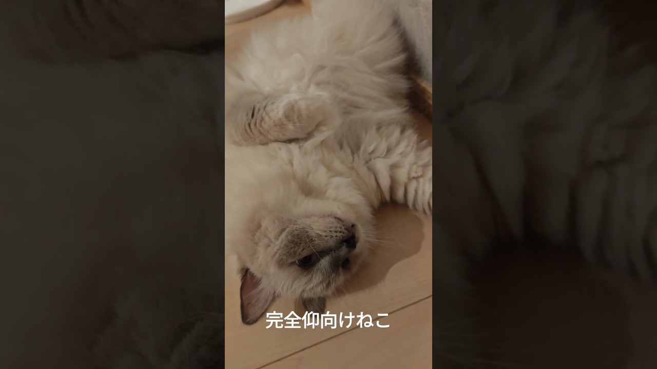 仰向け派のラグドール #わたしの一番かわいいところ#ラグドール#cat