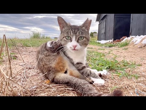 毛繕いに熱中する猫ちゃんの純白のあんよを触ってみたら･･･