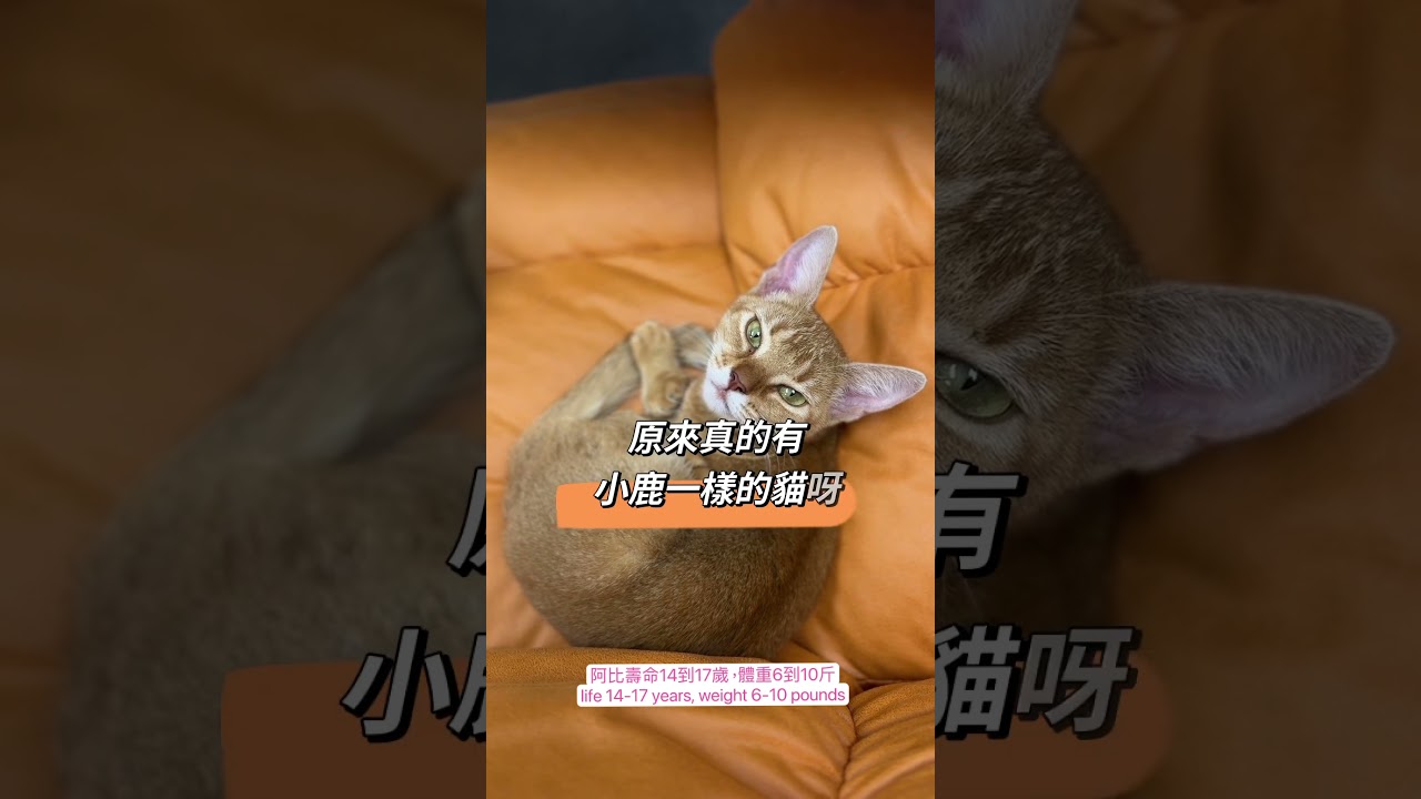 歡迎WTP新成員Milky，她是一隻阿比西尼亞貓，長得像小鹿一樣，特別黏人，你會喜歡她嗎！ #阿比西尼亚猫 #cats