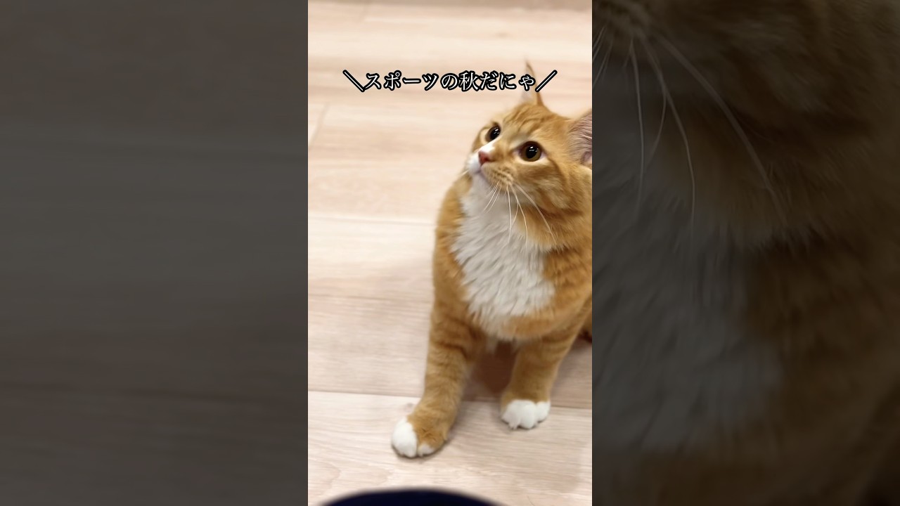 お気に入りの玩具で遊ぶヴェルくん #猫#cat#サイベリアン#Siberian#子猫#고양이#猫のいる生活