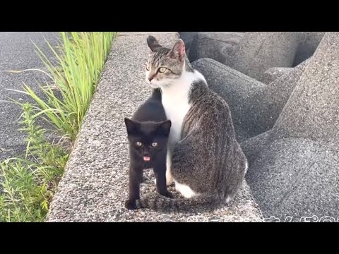 鳴き喚く黒子猫ちゃんに対して母猫がとった行動とは･･･
