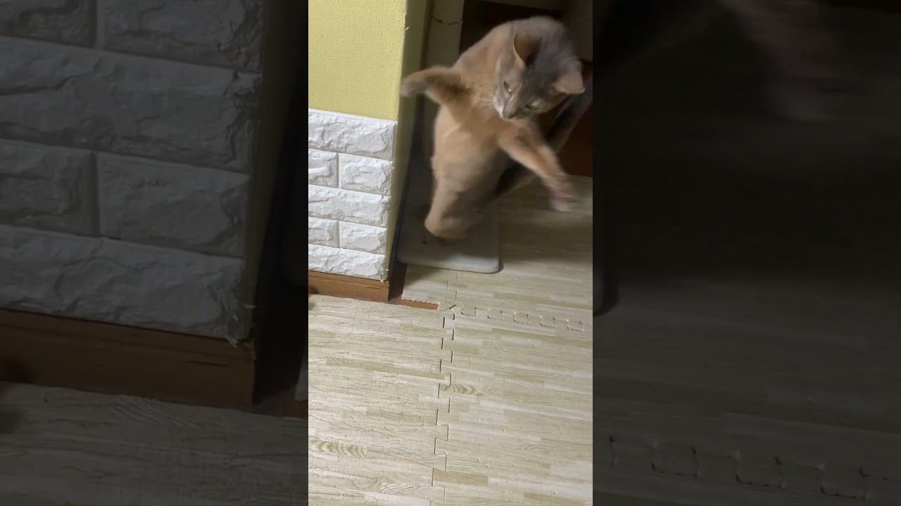 ムササビみたい？猫 #shorts  #アビシニアン #チワワ
